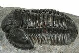 Bargain, Detailed Gerastos Trilobite Fossil - Morocco #311243-3